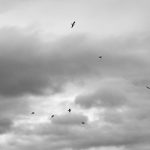 Up in the Ayr - Ayr United v Albion Rovers. Somerset Park. 2013