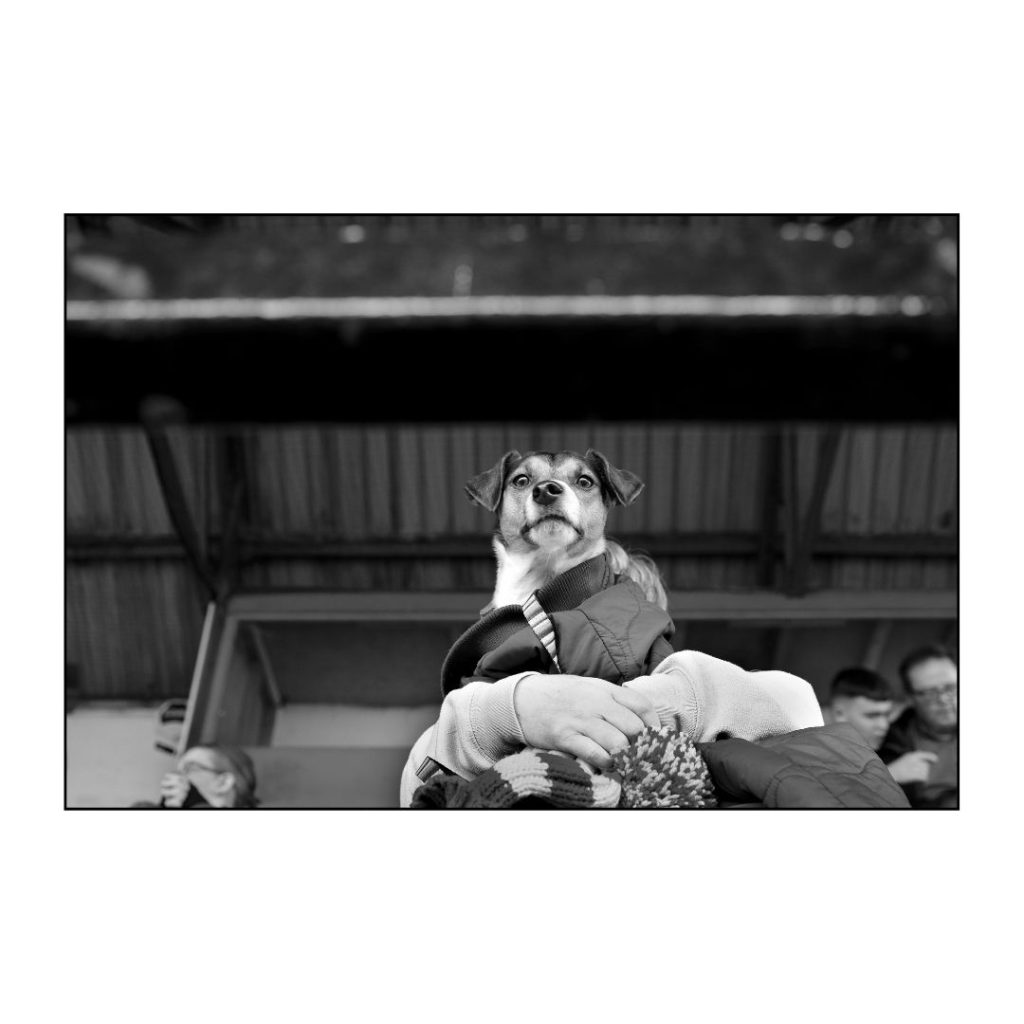 A dog keeps its eyes on the ball, Albion Rovers 5-0 Stirling University. Cliftonhill Stadium. Archival Giclée print with a pearl finish, unframed. Iain McLean