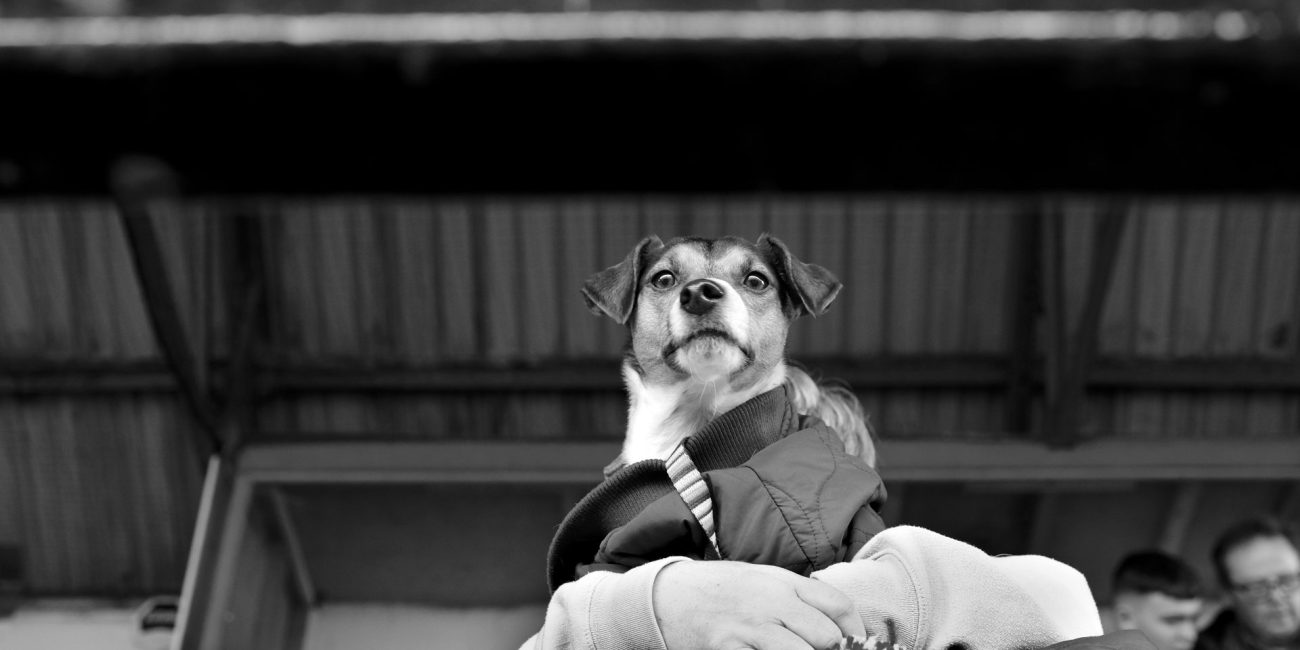 A dog keeps its eyes on the ball, Albion Rovers 5-0 Stirling University. Cliftonhill Stadium. Archival Giclée print with a pearl finish, unframed. Iain McLean